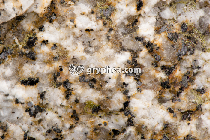 Granite altéré (détail x2) - gryphea.com